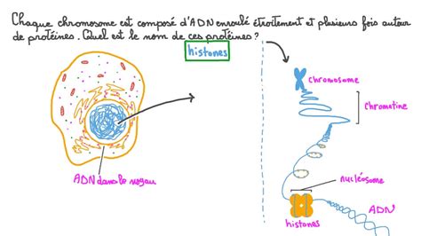 Vidéo question Rappel du nom de la protéine qui entoure lADN Nagwa