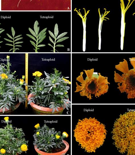 Comparison Of Tetraploid And Diploid Materials Of T Erecta With Download Scientific Diagram