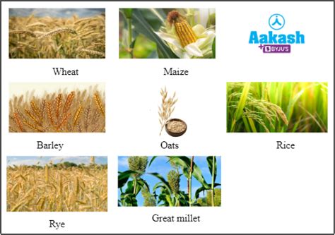 Cereal Plants With Names Set Royalty Free Vector Image Off