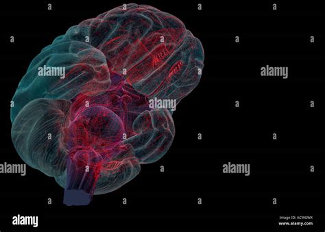 Cerebrum Cerebellum Brainstem Hi Res Stock Photography And Images Alamy