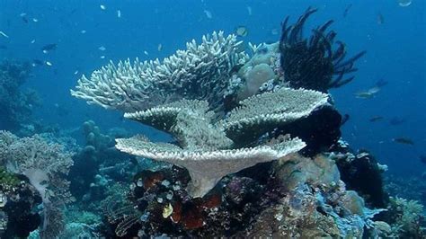 Foto Menyelami Keindahan Bawah Laut Taman Nasional Taka Bonerate