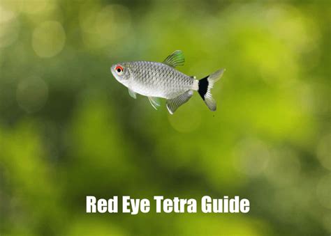 The Ultimate Care Guide For Red Eye Tetra