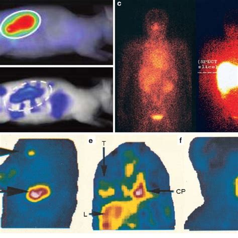 Image Guided Drug Delivery D Fluorescence Reflectance Image Fri A