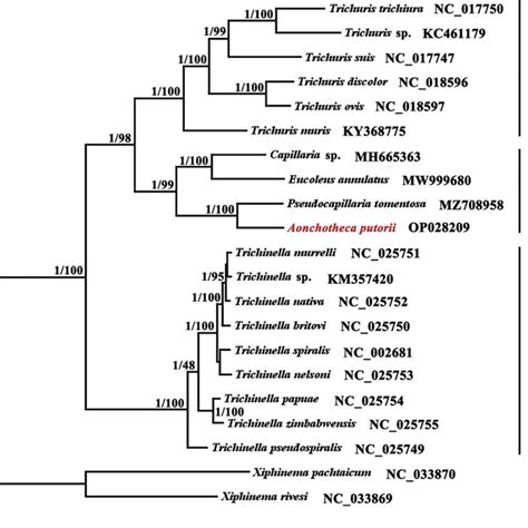 Phylogenetic Relationships Among 18 Species Of Trichinellida Nematodes Download Scientific