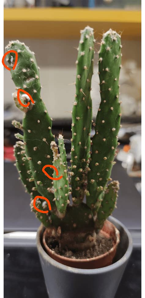 Are These White Spots On My Cactus Parasites Do I Need To Remove Them Rcactus