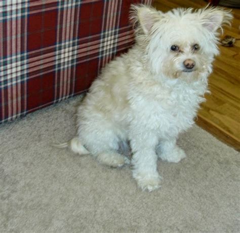 Pomapoo (Pomeranian-Poodle mix) Info, Temperament, Puppies, Pictures