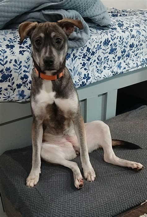 Memphis - Adoptable Pet | Petfinder | Petfinder