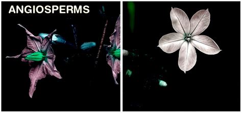 Comprehensive Guide on Angiosperms - Characteristics and Classification