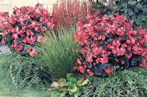 Begonia Benariensis Big Rose With Bronze Leaf Muller Seeds