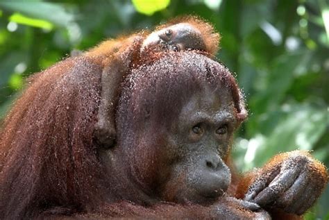 Ini Sebab Orang Utan Kerap Menyerang Manusia Di Kalimantan Republika