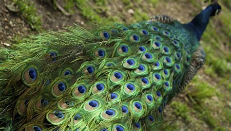 → ¿cuáles Son Los Colores De Una Pluma De Pavo Real Geniolandia