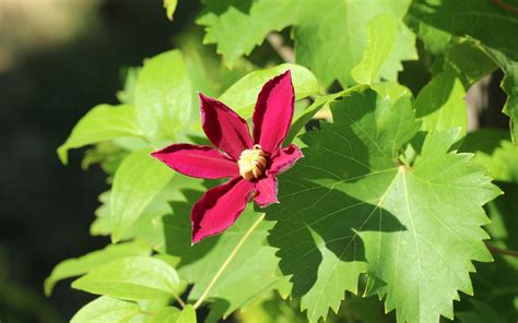 Clematis Flower Klematis Free Photo On Pixabay Pixabay