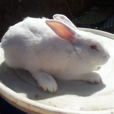 sale female rabbit st andrew  st mary