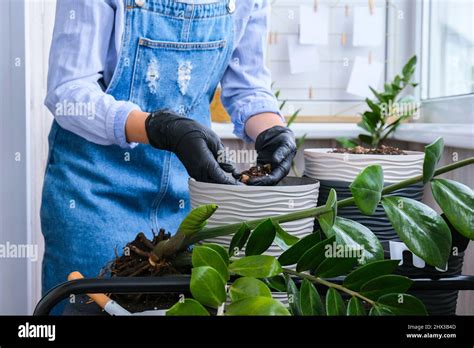 Gardener Woman Transplants Indoor Plants And Use A Shovel On Table