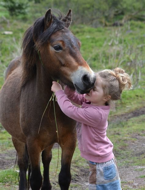 Exmoor Ponies - EXMOOR PONY WEBZINE