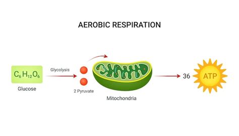 Premium Vector Example Equation Of Aerobic Respiration