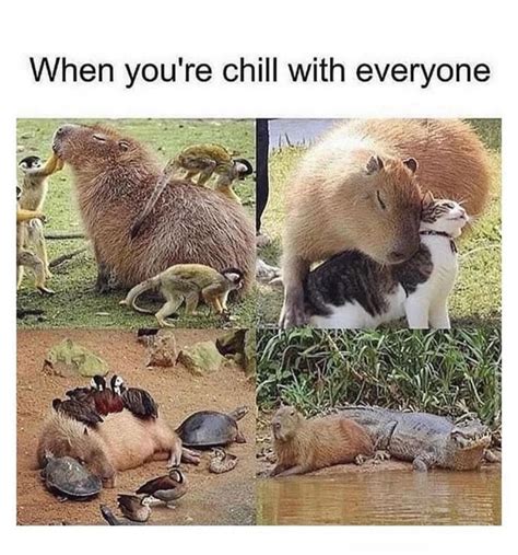 pin  elaine herman  thinky thoughts funny animals animal memes