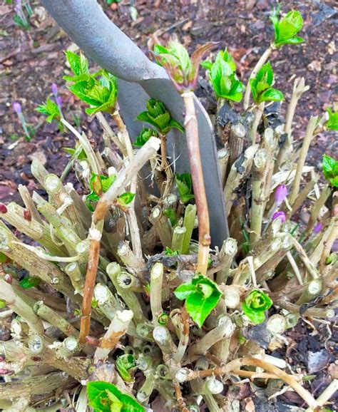 Hoe Moet Ik En Wanneer Hortensia S Snoeien Stekken Vermeerderen