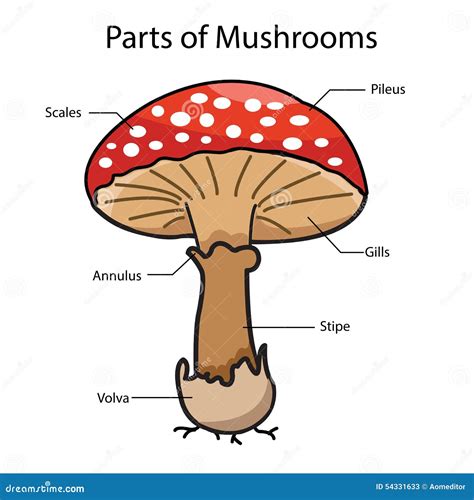 Diagram Of Mushroom With Label Related Image