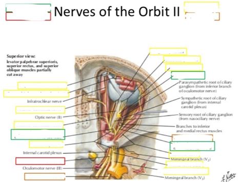 Nerves Of The Orbit Ii Diagram Quizlet