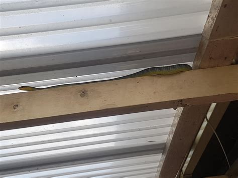 Found [Brisbane, Australia] : r/whatsthissnake