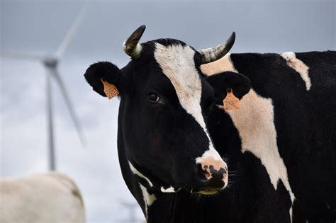 Holstein Cattle Horns