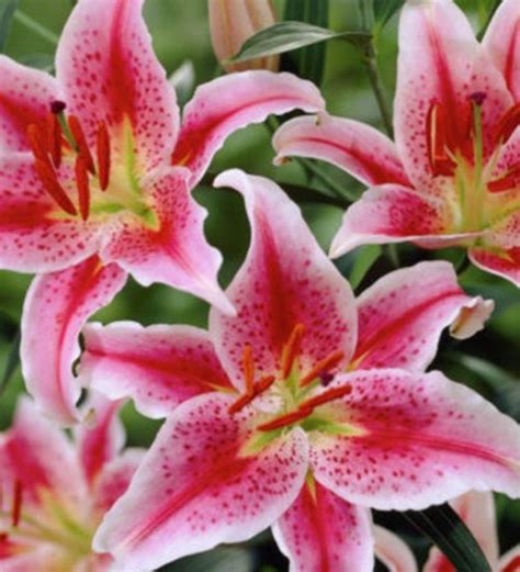 oriental lily - Green Orchid Nursery & Garden Center