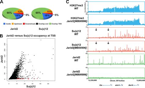 Genome Wide Localization Patterns By Chip Seq Of H K Me Su Z And