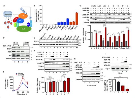 T Cell Specific Ubiquitin Specific Protease Usp Inhibits Virion