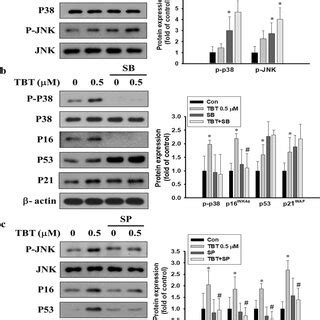 Effects Of TBT On Cell Viability And Senescence In Human Chondrocytes