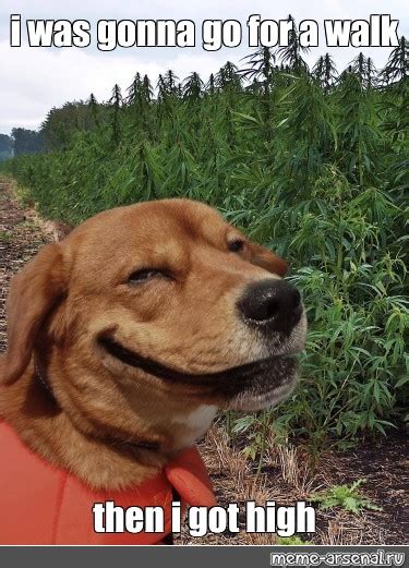 Meme: "i was gonna go for a walk then i got high" - All Templates ...