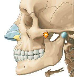 Coronoid process of mandible - e-Anatomy - IMAIOS