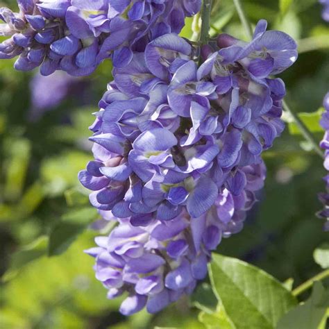 Wisteria Amethyst Falls Sugar Creek Gardens