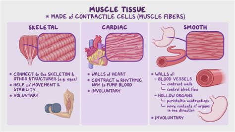 Introducción al sistema muscular Vídeo Anatomía Osmosis