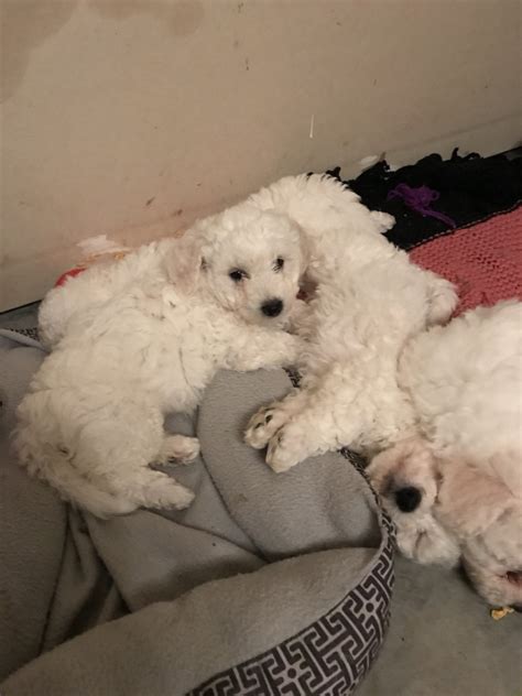 Bichon Frise Puppies For Sale Navasota Tx