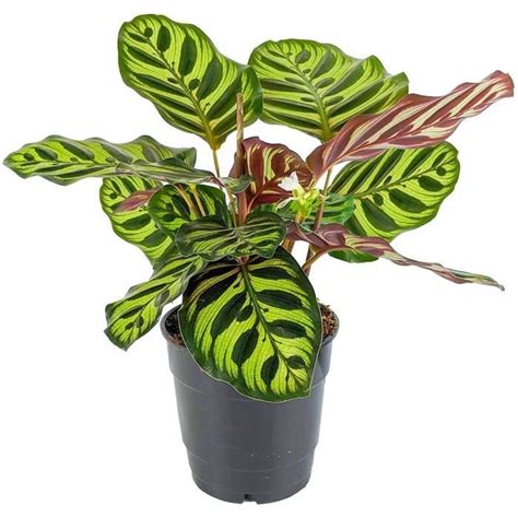 Calathea Makoyana Plante Paon Plante dIntérieur en Pot 73 Cdiscount