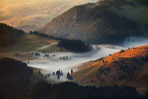 Trees Pine Trees Hill Nature Forest Valley Landscape Mist