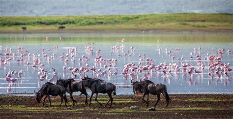 Luxury Ngorongoro Conservation Area Safari Tours