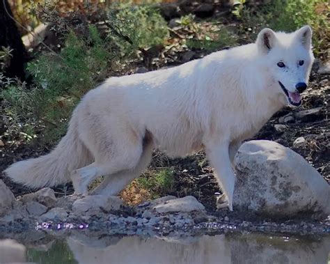 Alaskan tundra wolf - Facts, Diet, Habitat & Pictures on Animalia.bio