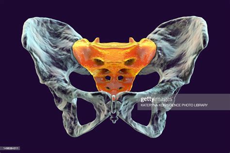 Anatomy Of The Sacrum Bone Illustration High Res Vector Graphic Getty