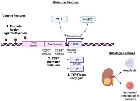 Cancers Free Full Text Tert Expression In Wilms Tumor Is Regulated