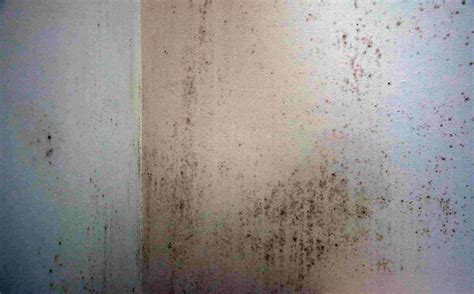 The Hidden Danger Identifying And Addressing Mold In Your Home Rainfire Restoration