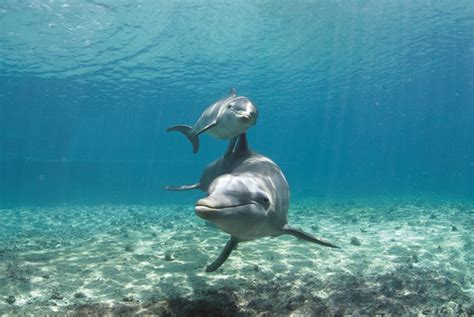 Fun & Interesting Facts about Dolphins by Dolphin Discovery