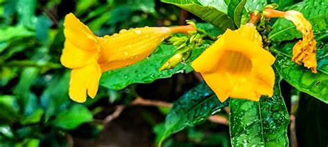 Allamanda schottii硬枝黃蟬bush allamanda 8 Allamanda schotti Flickr