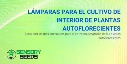 Lámparas para cultivo de autoflorecientes cuáles usar