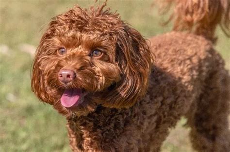 Vets warning over four increasingly popular dog breeds - Shout Radio