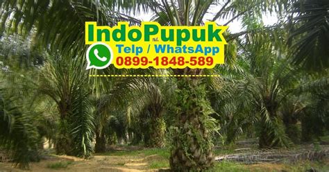 Jenis Pupuk Buah Kelapa Sawit Jenis Pupuk Kelapa Sawit Dosis Npk Tsp Za