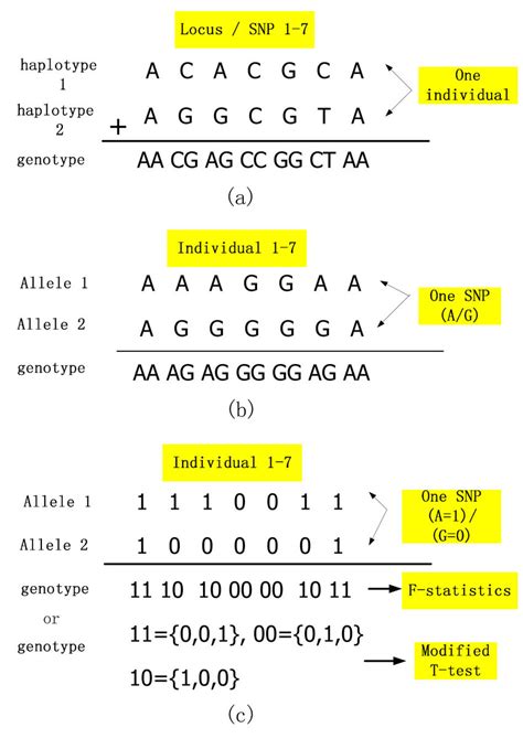 Differences Between Haplotypes Genotypes Alleles And Snps Download Scientific Diagram