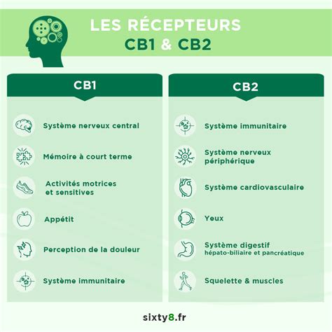 Les principaux cannabinoides présents dans le CBD et leurs effet