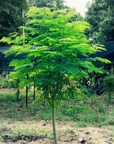 moringa trees  nutritional  medicinal plant  humanity